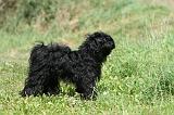 TERRIER DU TIBET 249